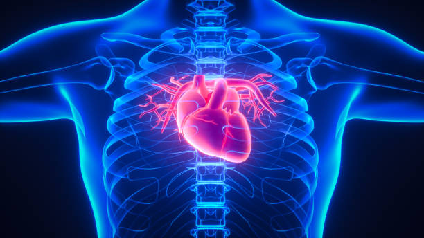 Exercise and its effect on heart and lung physiology