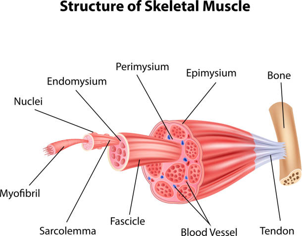 muscle fibers